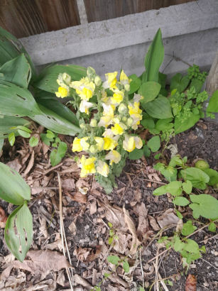 flowers